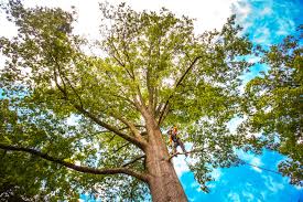 Trusted Dillon, CO Tree Services Experts