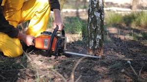 Best Tree Preservation Services  in Dillon, CO