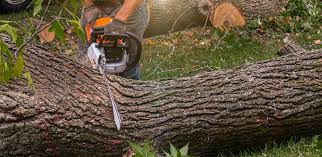 How Our Tree Care Process Works  in  Dillon, CO