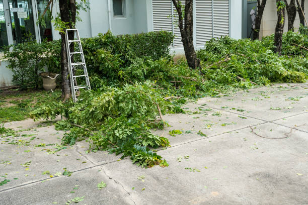 Best Arborist Consultation Services  in Dillon, CO